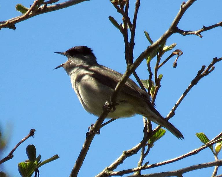 Svarthätta (Sylvia atricapilla) - en härlig sångare! (5 maj 2016
)