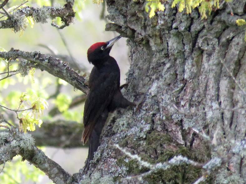 Spillkråka (Dryocopus martius) (24 maj 2020
)